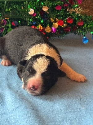 Les chiots de Border Collie