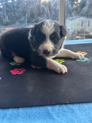 Les chiots de Border Collie
