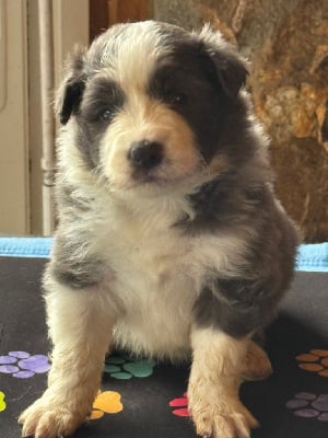 Les chiots de Border Collie