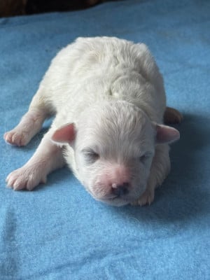 Les chiots de Bichon Frise