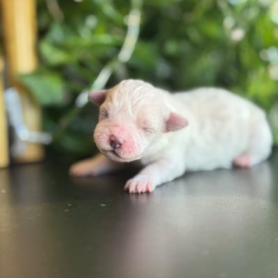 Les chiots de Bichon Frise