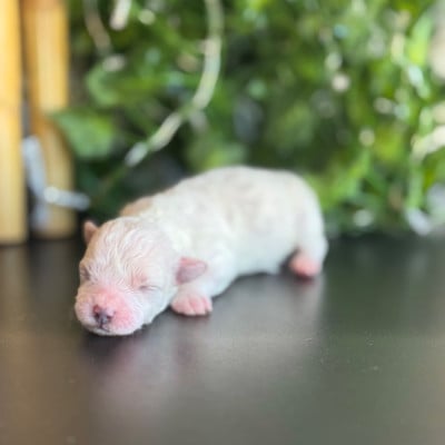 Les chiots de Bichon Frise
