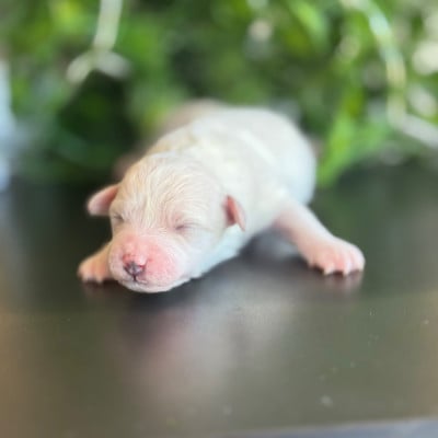 Les chiots de Bichon Frise
