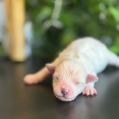 Les chiots de Bichon Frise