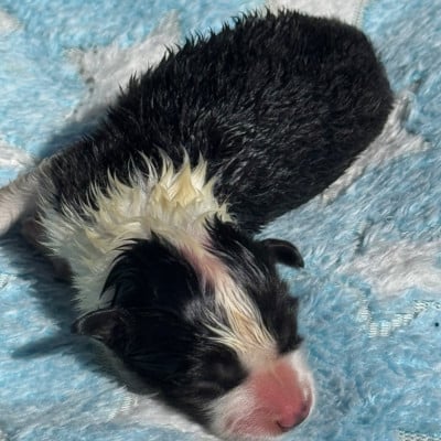 Border Collie