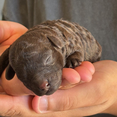 Les chiots de Caniche