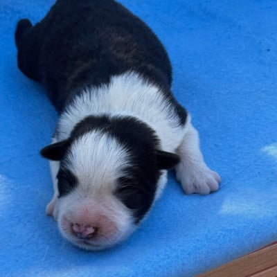 Les chiots de Border Collie
