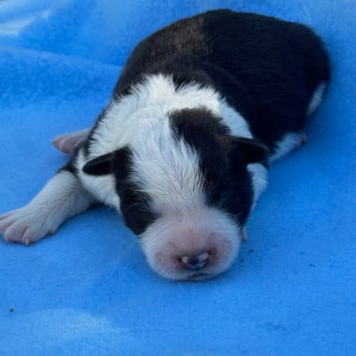 Les chiots de Border Collie