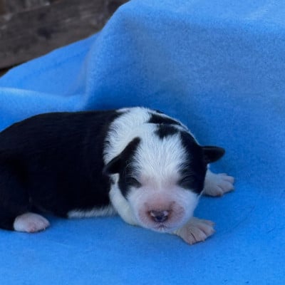 Les chiots de Border Collie