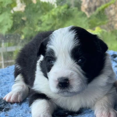Les chiots de Border Collie