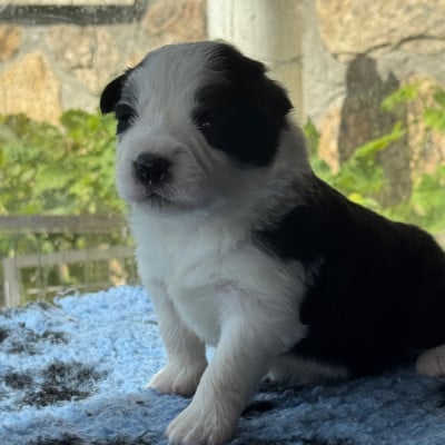 Les chiots de Border Collie