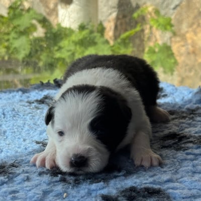 Les chiots de Border Collie