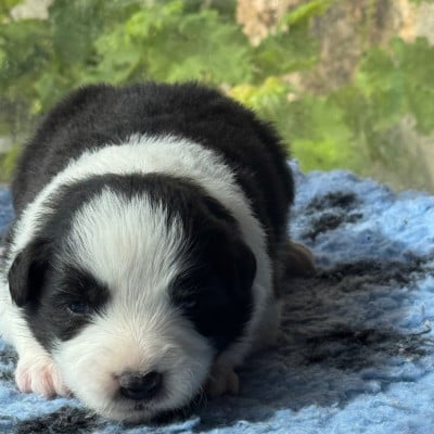 Les chiots de Border Collie