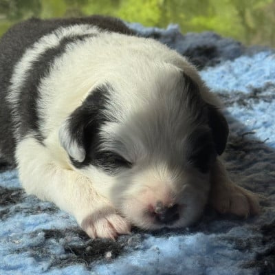 Les chiots de Border Collie