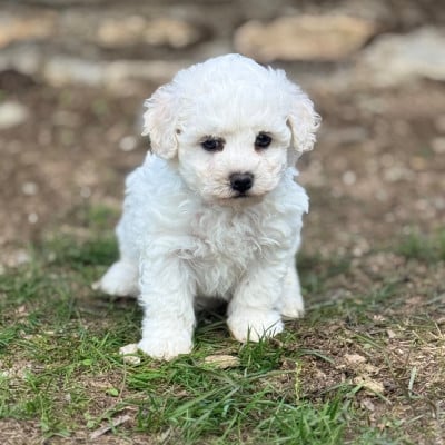 Les chiots de Bichon Frise