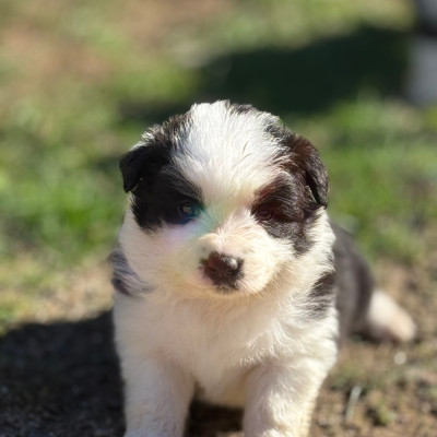 Les chiots de Border Collie