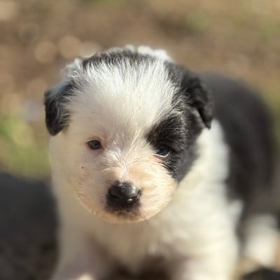Les chiots de Border Collie
