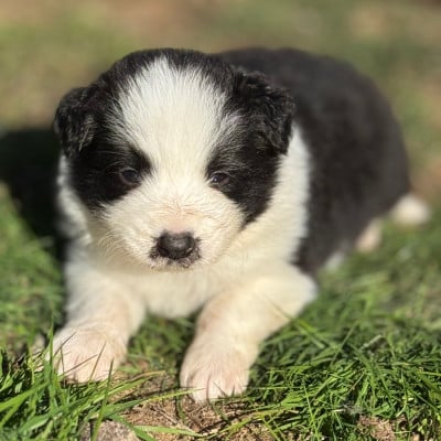Les chiots de Border Collie