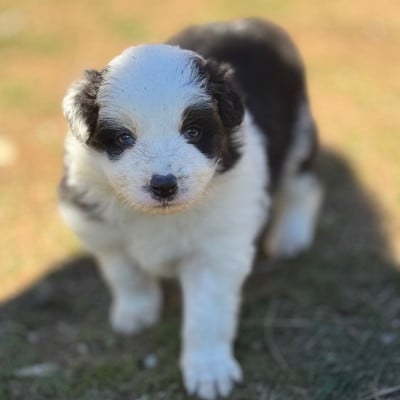 Les chiots de Border Collie