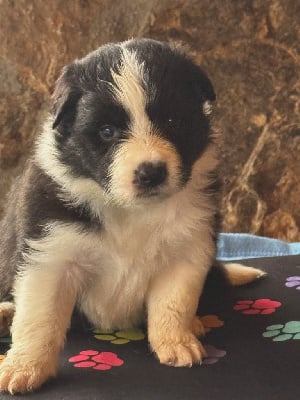 Les chiots de Border Collie
