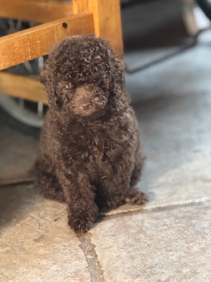 Les chiots de Caniche