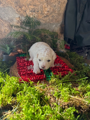 Les chiots de Bichon Frise