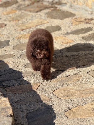 Les chiots de Caniche