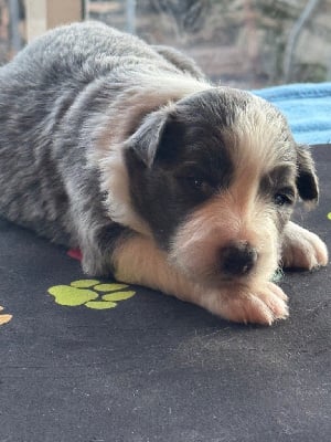 Les chiots de Border Collie