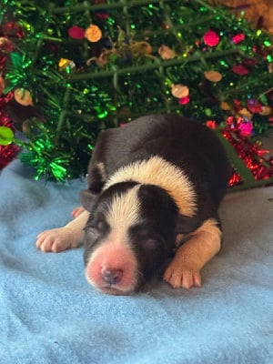 Les chiots de Border Collie