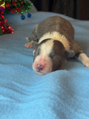 Les chiots de Border Collie