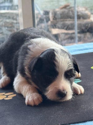 Les chiots de Border Collie