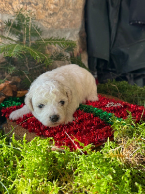 Les chiots de Bichon Frise