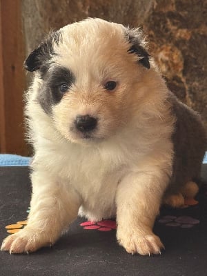 Les chiots de Border Collie