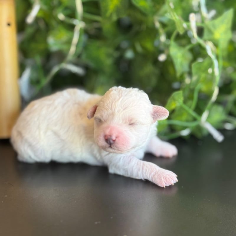 Bichon Frise - Du Pic De Nore