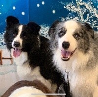 Border Collie - Du Pic De Nore