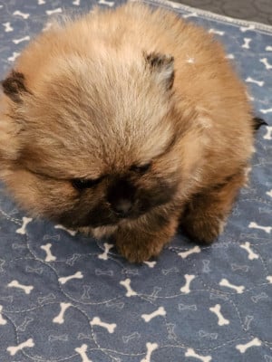 Les chiots de Spitz allemand