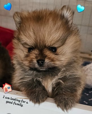 Les chiots de Spitz allemand