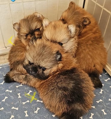 Les chiots de Spitz allemand