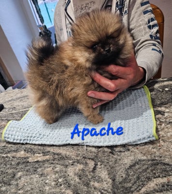 Les chiots de Spitz allemand