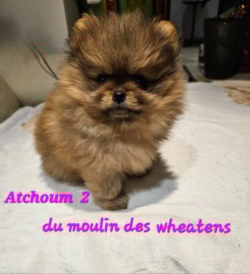 Les chiots de Spitz allemand