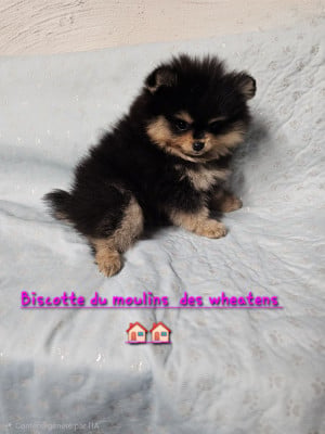 Biscotte - Spitz allemand