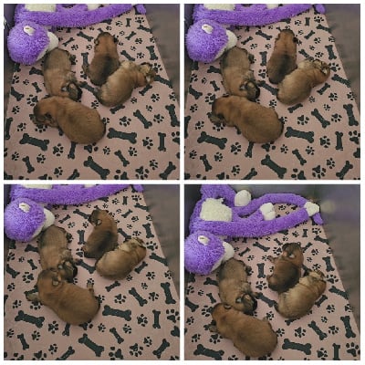 Les chiots de Spitz allemand