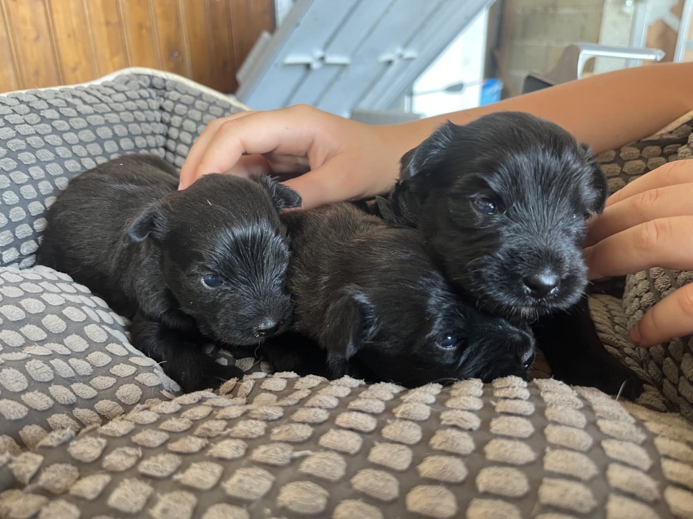Chiot N°3 - Berger des Pyrenees à poil long