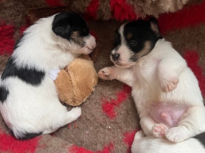 Les chiots de Jack Russell Terrier