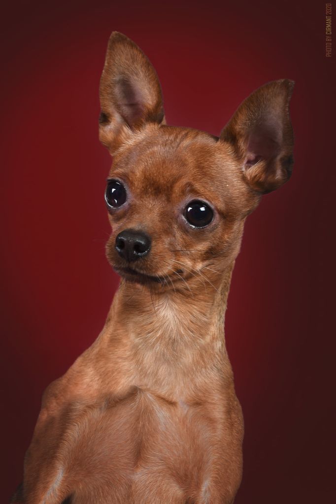 Publication : By Bidule Auteur : Cirmant