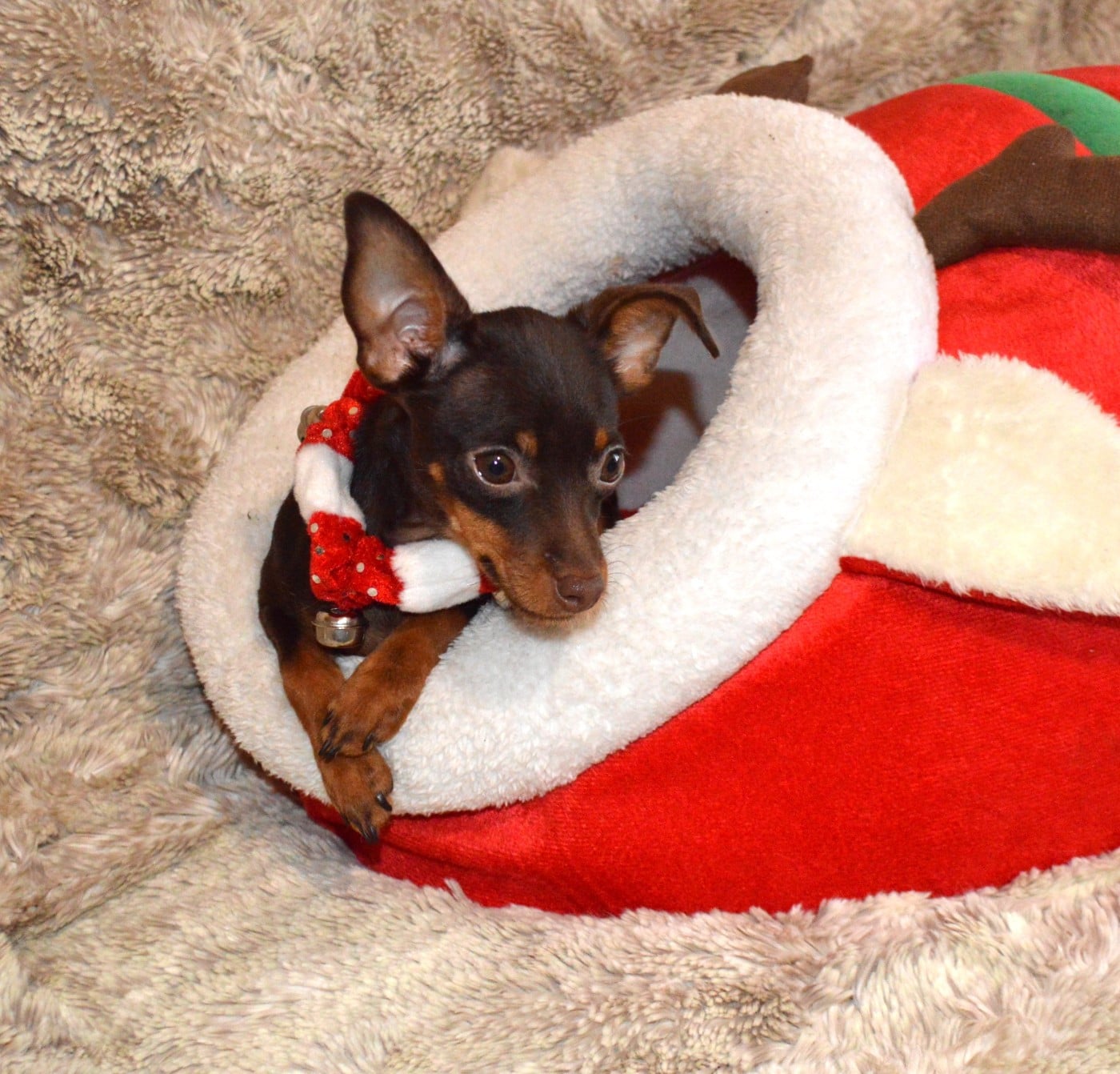 Russkiy Toy (Petit Chien Russe) - By Bidule