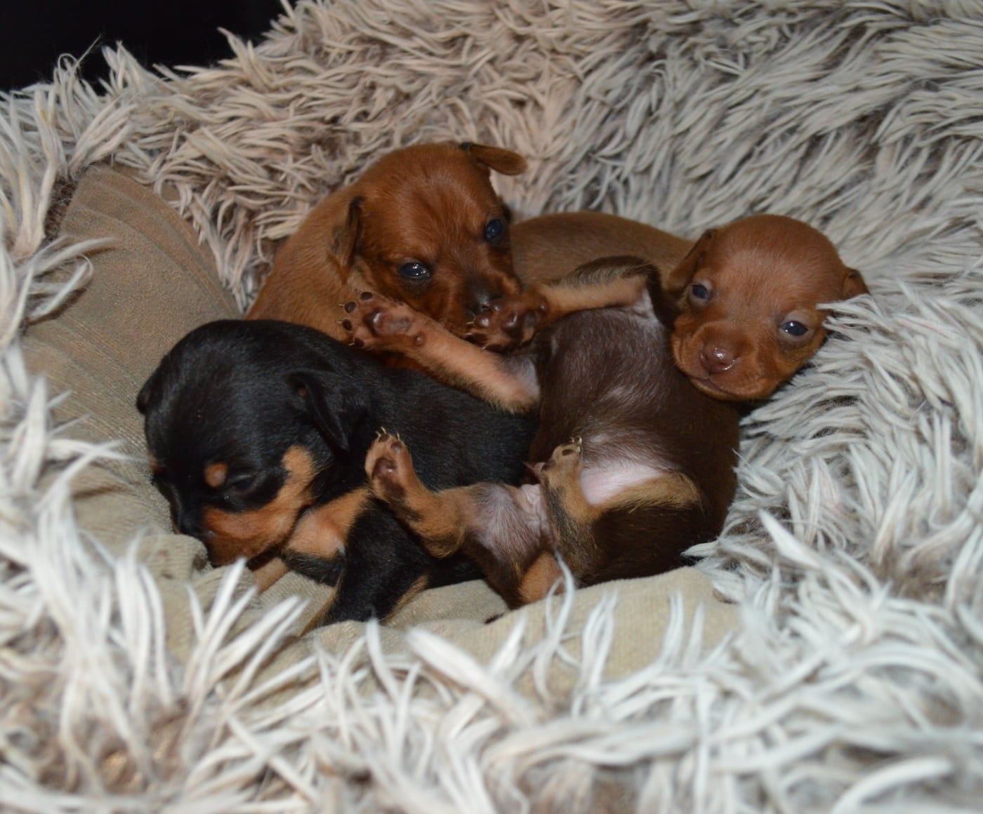 Russkiy Toy (Petit Chien Russe) - By Bidule