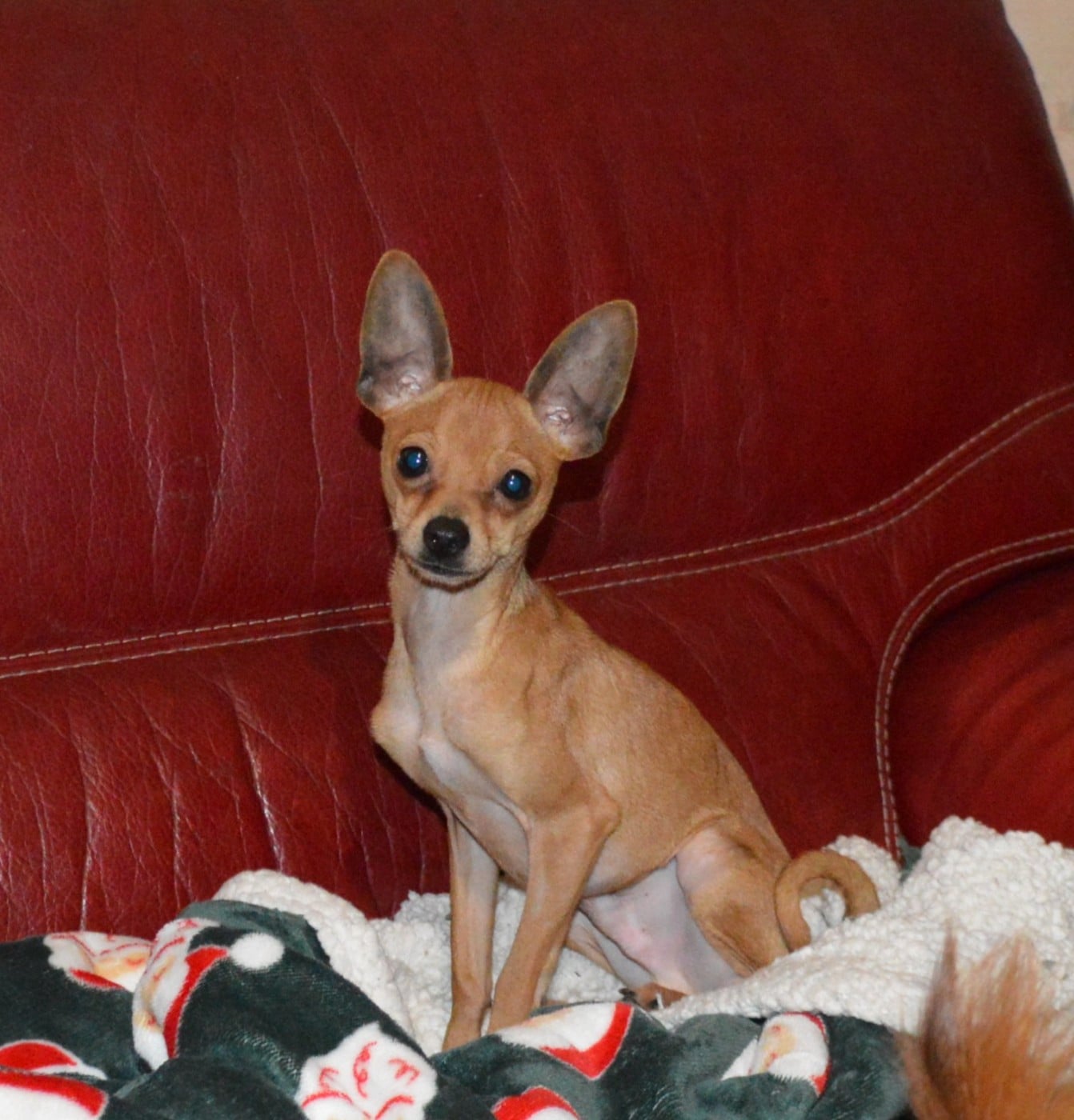 Russkiy Toy (Petit Chien Russe) - By Bidule