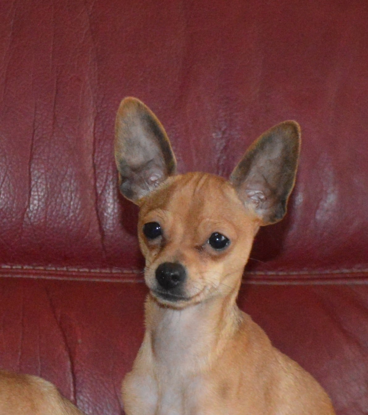 Russkiy Toy (Petit Chien Russe) - By Bidule