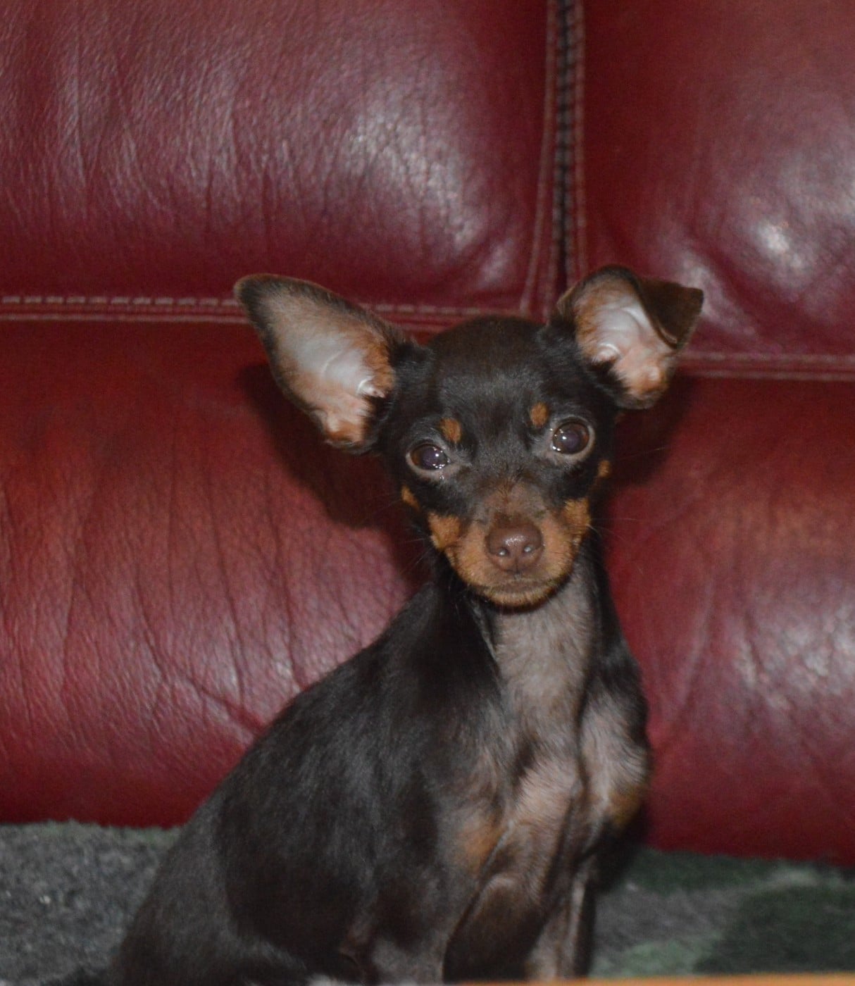 Russkiy Toy (Petit Chien Russe) - By Bidule